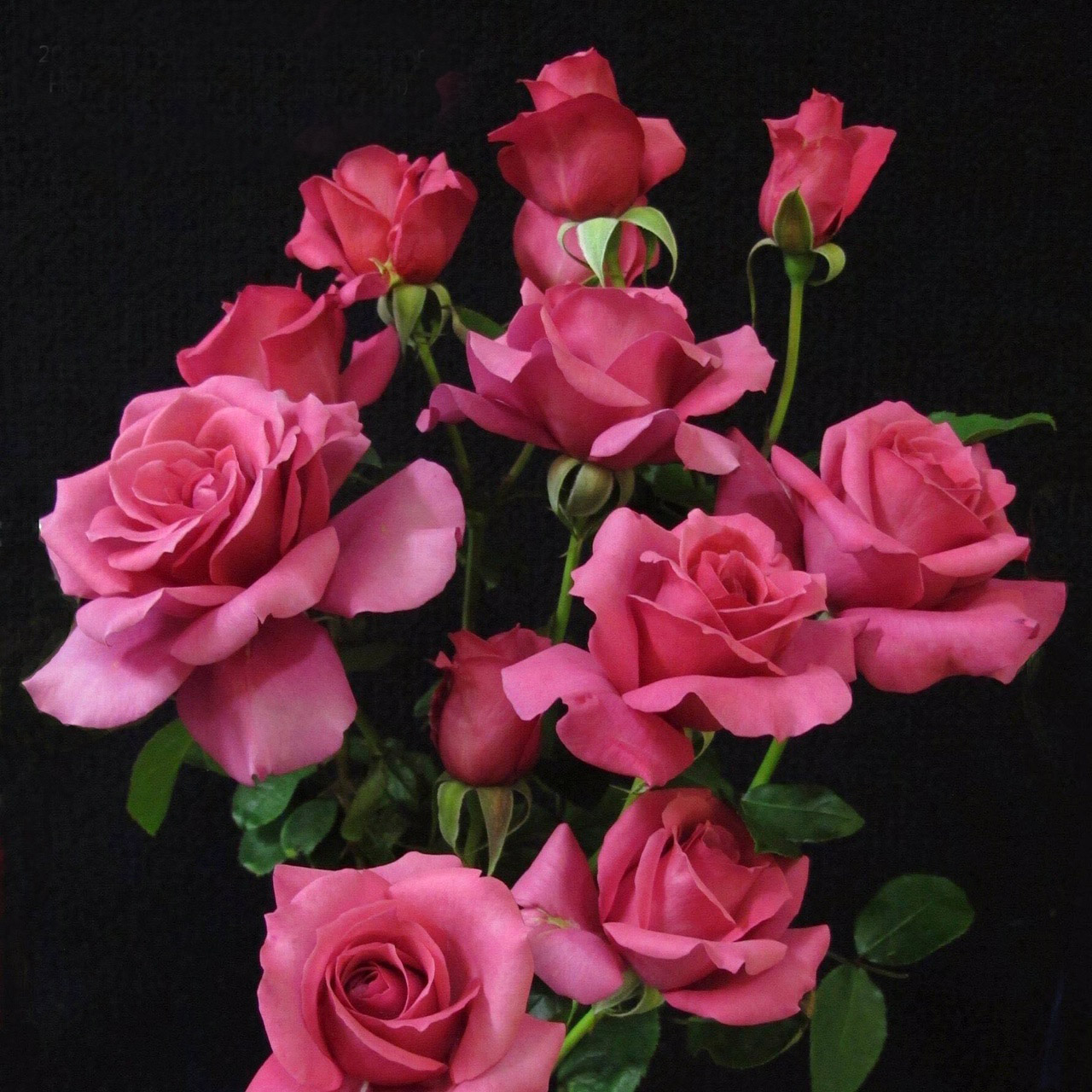 Aus Roses Ausrose Index